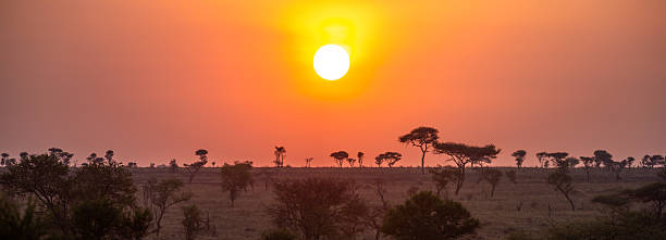 Wild animals on safari in the African savanna at sunrise
